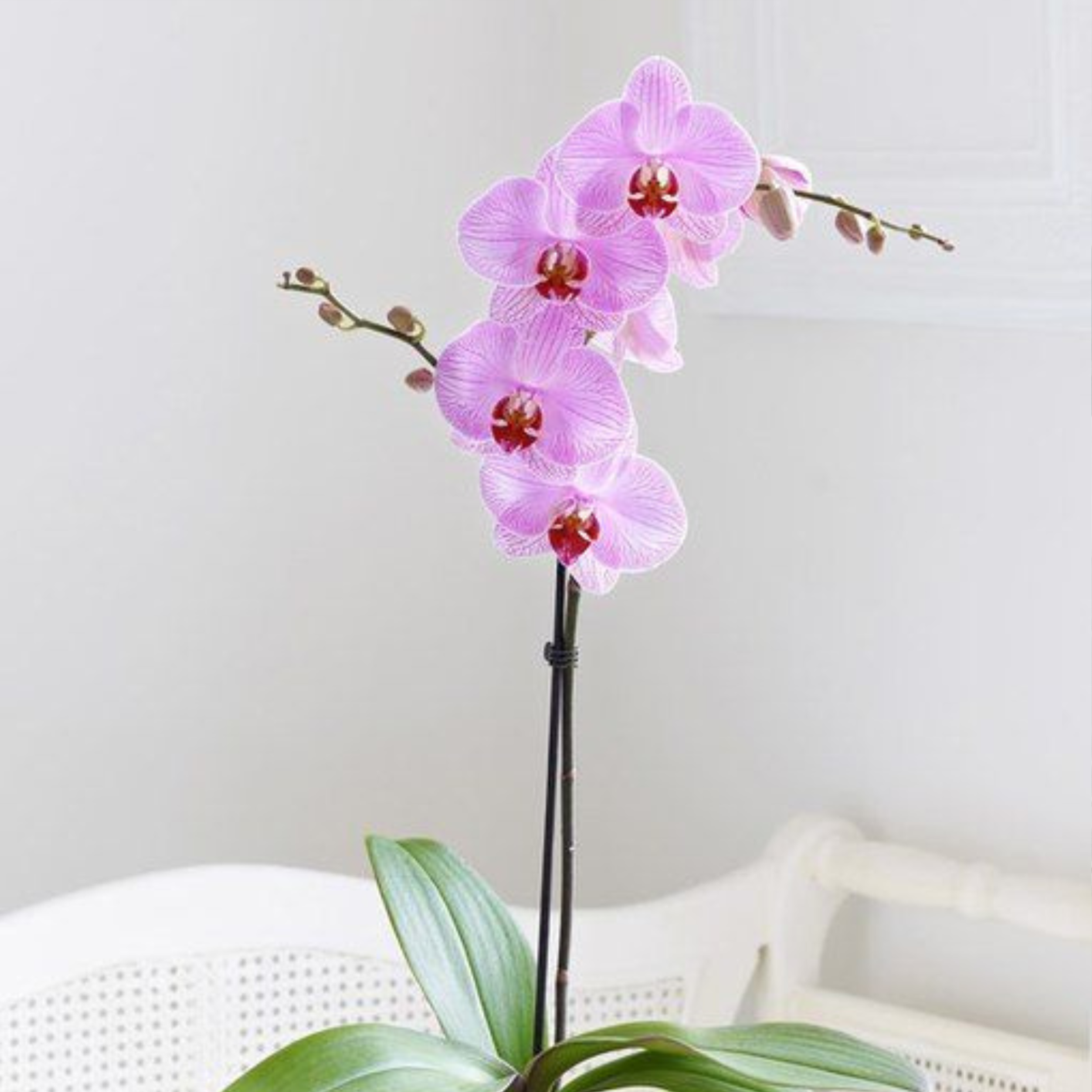Real Plant 1