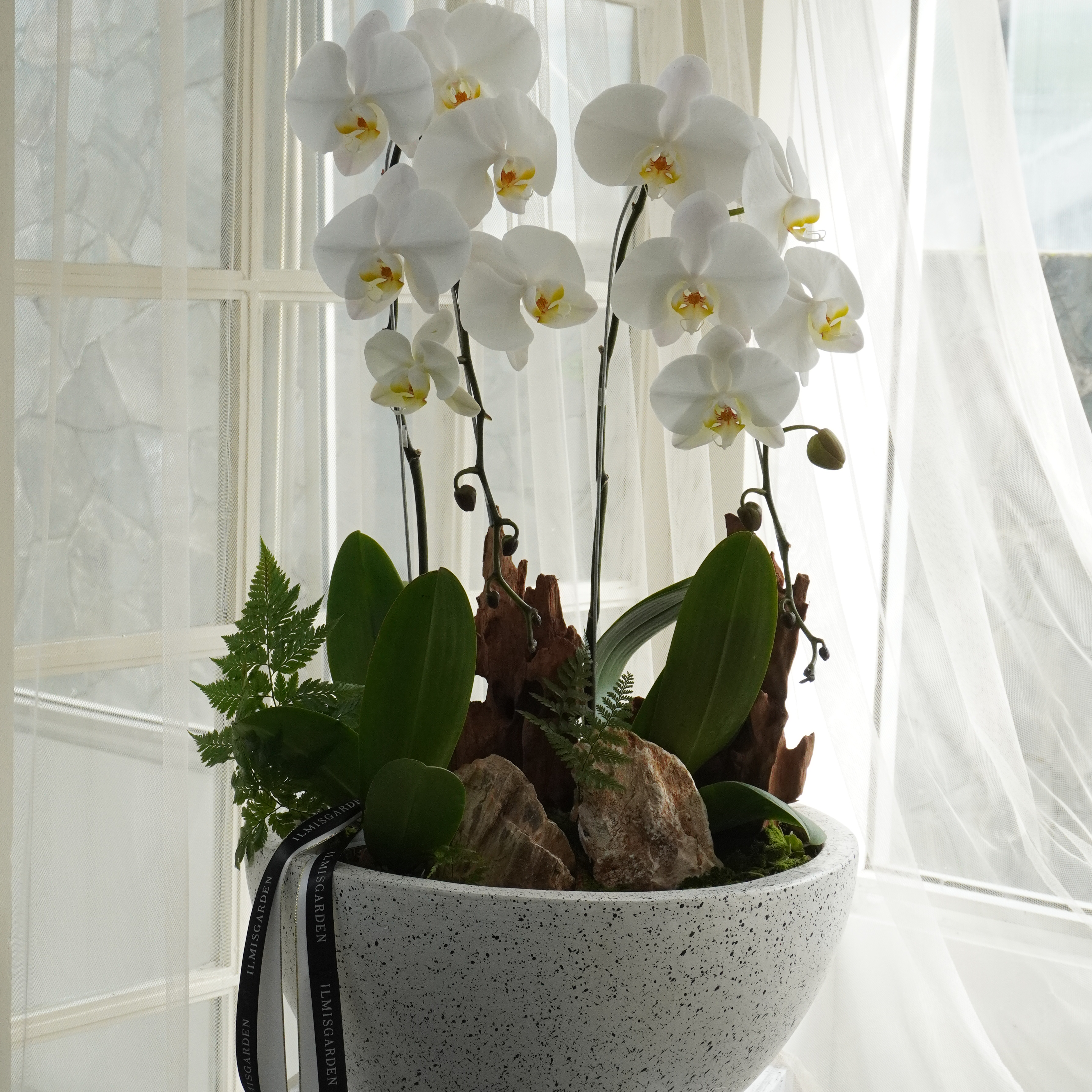 Real Plant 2