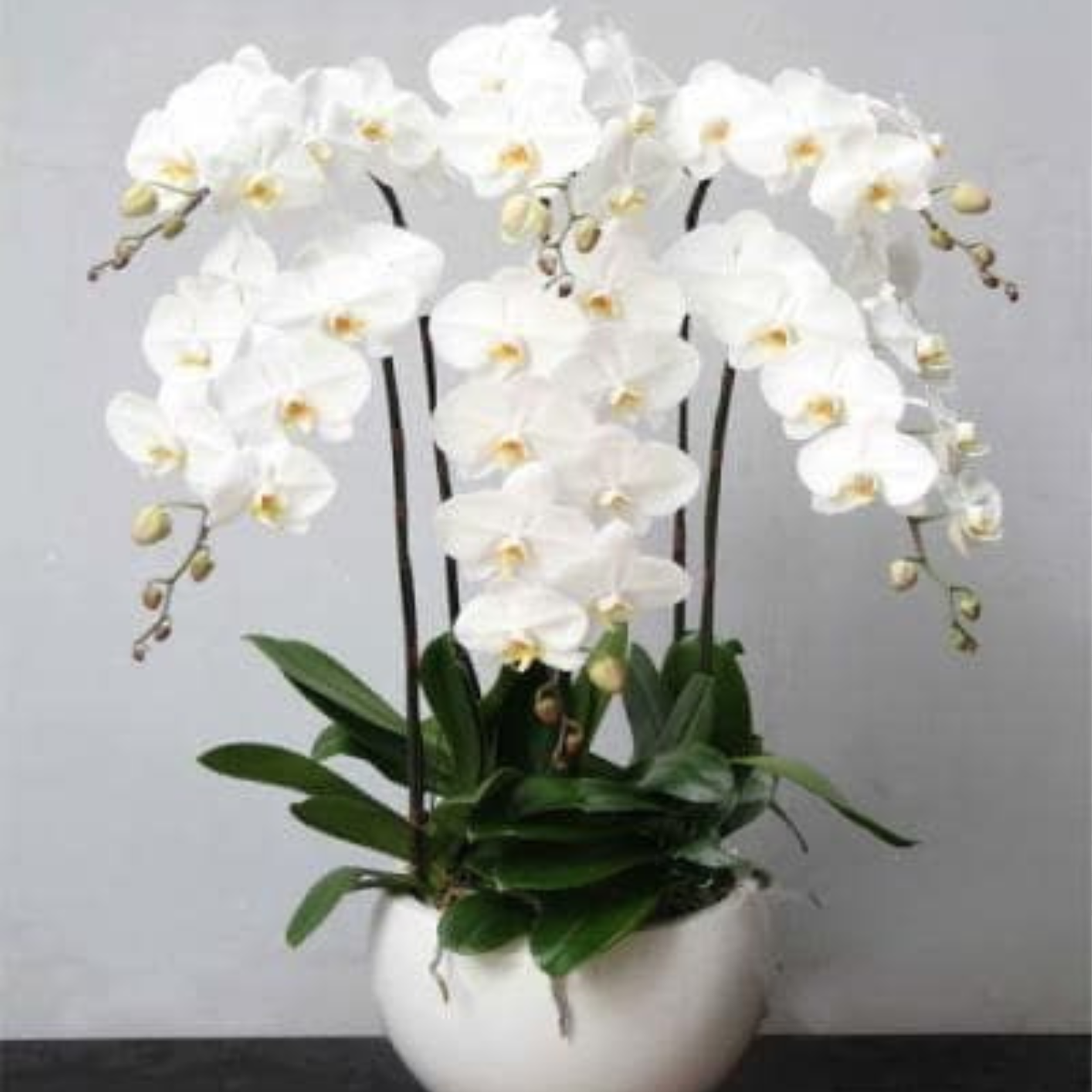Real Plant 3